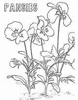 Pansies Coloring Pages sketch template