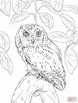 Owl Coloring Pages Printable Realistic Screech Drawing Eastern Barn Horned Great Tree Detailed Colorama Branch Color Book Short Print Eared sketch template