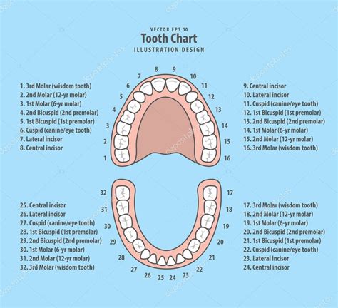 tooth chart  number illustration vector  blue background stock