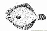 Flounder Coloring Pages Fishes Fish Flounders Online Printable Color Animals sketch template