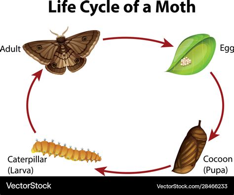 diagram showing life cycle moth royalty  vector image