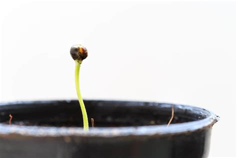 grow cannabis starting marijuana seeds sociedelic