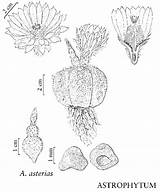 Astrophytum Drawing Peyote Lophophora Asterias Cactus Articles Back Online Flora sketch template