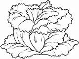 Coloring Lettuce Vegetables Preschool Part sketch template
