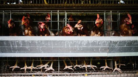 chicken run us poultry diverted from china due to virus usa news
