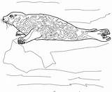 Robben Ausmalbild Seehund Supercoloring sketch template