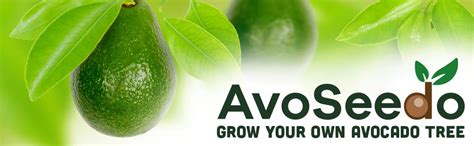 Avoseedo Avocado Tree Growing Kit Practical Gardening Ts For Women