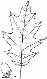Oak Tree Outline Popular Clipart Coloring sketch template