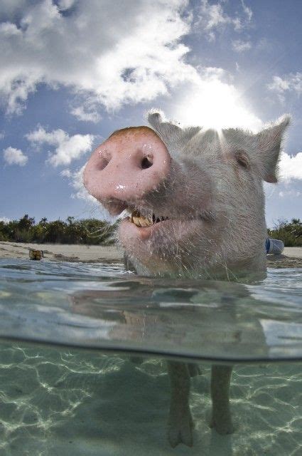 hm swimming pig  todd winner swimming pigs animal antics cute