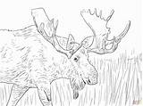Moose Coloring Pages Alaska Printable Animals Christmas Elk Kids Deer Color Print Adult Drawing Animal Wild Cool Colouring Adults Bull sketch template