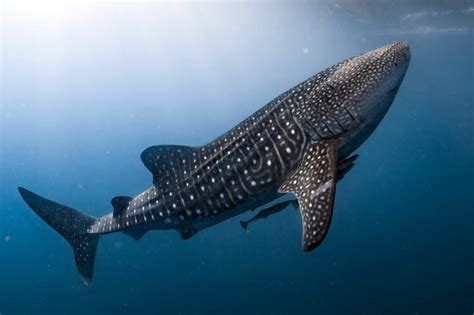 whale shark facts information guide american oceans