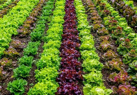 organic vegetable farming  usa   start  top production states