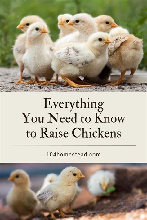 how to care for laying hens a beginner s guide to everything laying