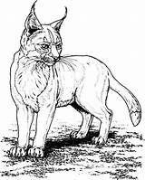 Bobcat Coloring Pages Standing Color sketch template
