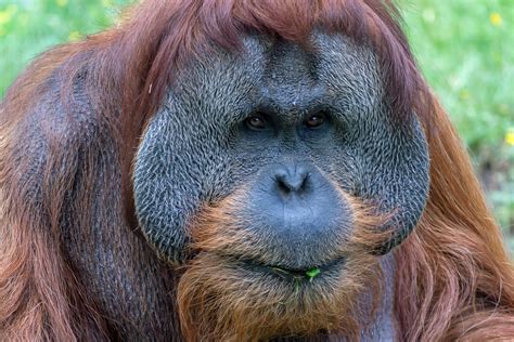 sumatran orangutan zoo berlin