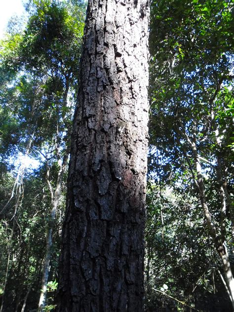 eucalyptus cloezianagympie messmate paten park native nursery