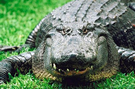 black alligator photo desicommentscom