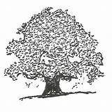 Banyan Drawing Tree Getdrawings sketch template