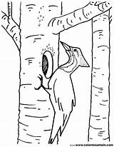 Coloring Woodpecker Pages Tree Birch Kids Printable Color Template Drawing Robin Getcolorings Getdrawings sketch template