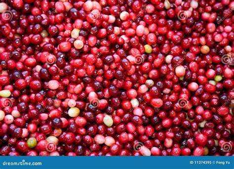 red cranberry royalty  stock photo image