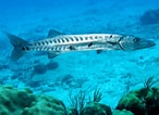 Risultato immagine per Barracuda Sudato. Dimensioni: 146 x 106. Fonte: www.animalplace.net