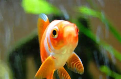 goldfish description habitat image diet  interesting facts