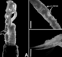 Afbeeldingsresultaten voor "polydora Paucibranchiata". Grootte: 200 x 185. Bron: www.researchgate.net