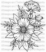 Iceland Coloring Poppy Pages Flower Getcolorings Getdrawings Choose Board sketch template