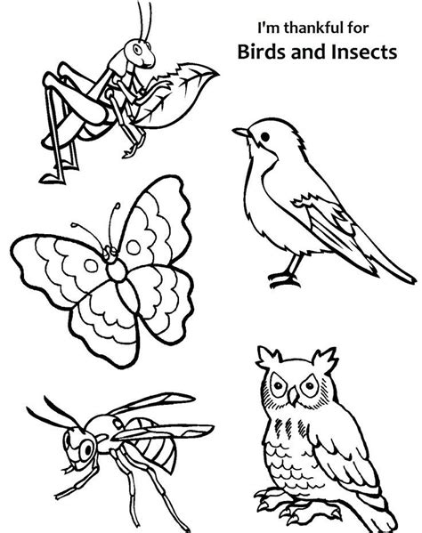 birds  insects coloring page google search insect coloring pages