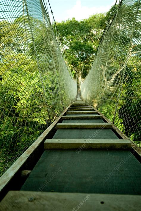 canopy walkway stock image  science photo library