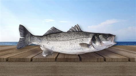 European Sea Bass Gümüşdoğa Su Ürünleri