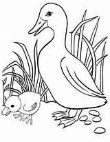 Coloring Duck Duckling Fun Pages Ducklings Interesting Children sketch template