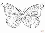 Butterfly Coloring Pages Supercoloring Drawing Printable Paper sketch template