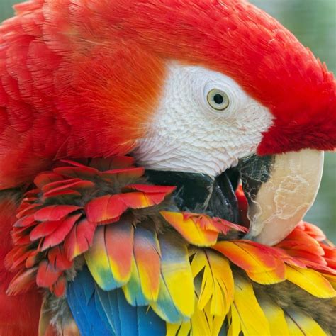 gorgeous parrot  colorful wings
