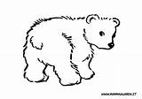 Orso Polare Cuccioli Disegnare sketch template