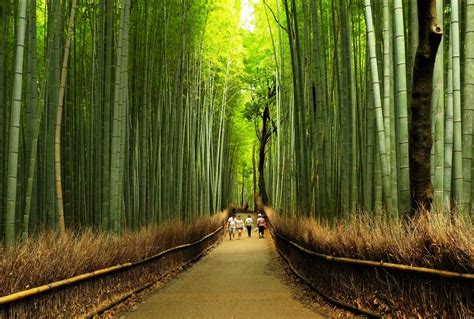 arashiyama bamboo groves kyoto japan travell  culture