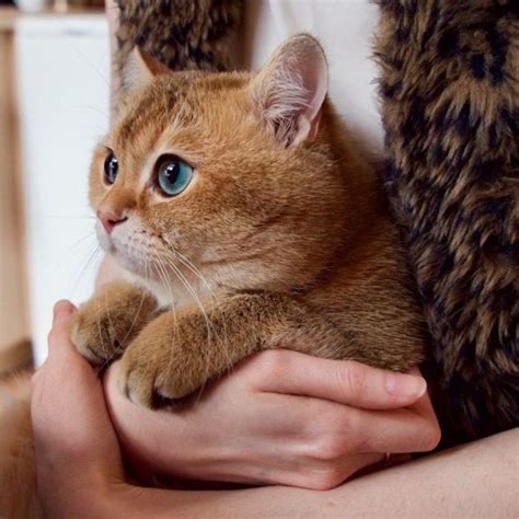 Hosico The Cat Is Pretty Much The Real Life Puss In Boots