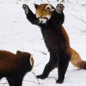 red pandas playing   snow   cute youll
