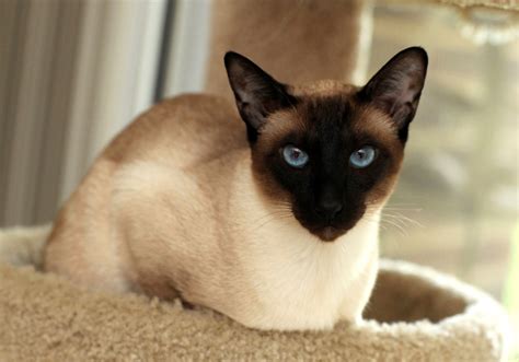 seal point siamese     siamese point colors