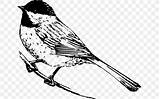 Chickadee Capped Bird Government sketch template