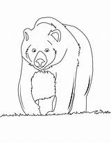 Oso Urso Pardo Hellokids Sauvages Halaman Beruang Grizzli épinglé Haiwan Selva Kertas Mewarna Selvagens Visit Querer Pintarcolorear Boleh Cetak sketch template