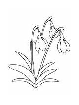 Snowdrop Coloring Flower sketch template