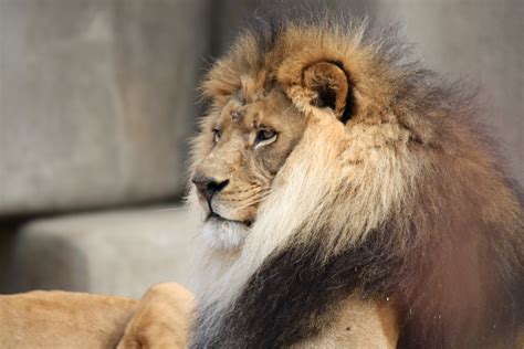 filemale lion jpg wikimedia commons