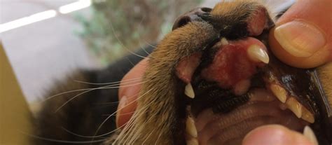 Rodent Ulcers Sores On A Cats Mouth From An Allergic Reaction