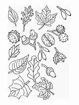 Coloring Leaves Pages Trees Leaf Printable Popular Library Clipart Coloringhome sketch template