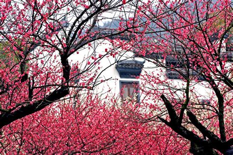 mount chaoshan celebrates plum blossoms  cultural activities