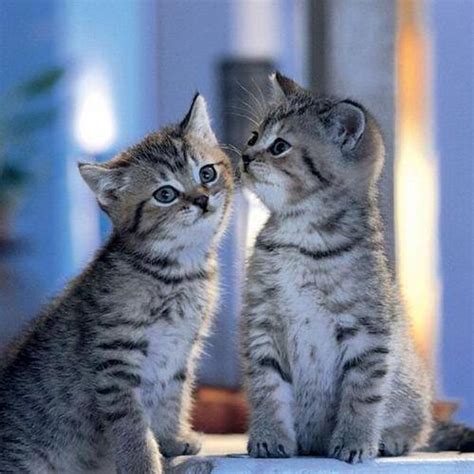 kissing kitties 23rd november 2017 we love cats and