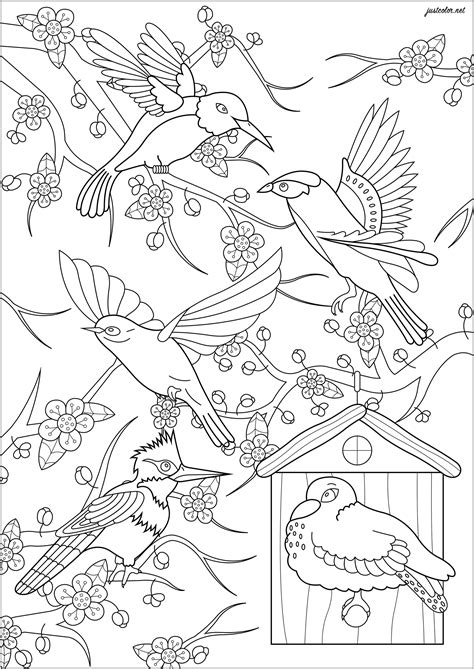 birds  japanese cherry tree birds adult coloring pages