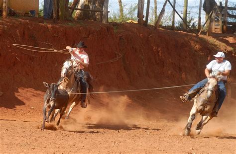 team roping  photo  freeimages