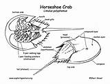 Diagram Crab Horseshoe Labeling Crabs Coloring Exploringnature sketch template
